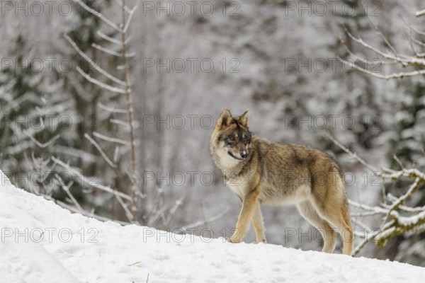 A young grey wolf (Canis lupus lupus) runs across the sloping, snow-covered meadow at the edge of a forest on a cold, cloudy day