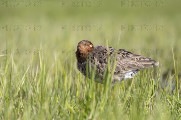 Black-tailed godwit (Limosa limosa), resting, sleeping, Ochsenmoor, Dümmer, Lemförde, Lower Saxony, Germany, Europe