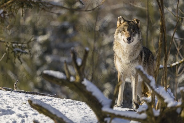 An adult male grey wolf (Canis lupus lupus) stands in the snow-covered undergrowth at the edge of a forest on a cold, sunny day