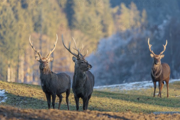 Three Japanese sika deer stags (Cervus nippon nippon) stand on a meadow in hilly terrain. A blue forest covered in hoarfrost can be seen in the background