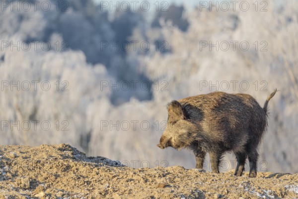 On a sunny day, a wild boar (Sus scrofa) searches for food in a frozen field. A forest covered in hoarfrost can be seen in the background