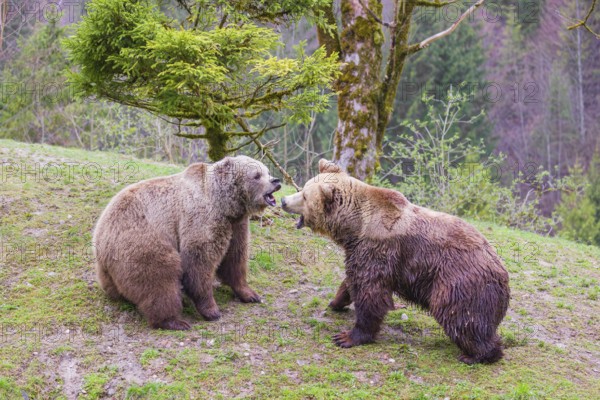 A female and a male eurasian brown bear (Ursus arctos arctos) meet each other the first time on a small ridge