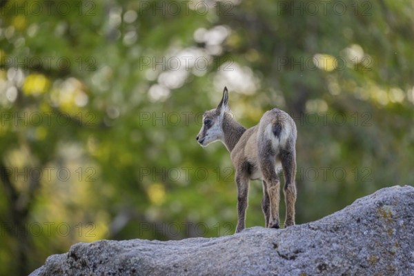 One young Chamois (Rupicapra rupicapra) standing on a rock. A green forest in the background