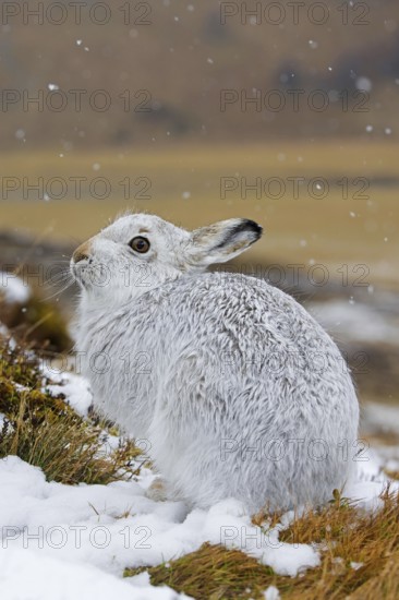 Mountain hare, alpine hare, snow hare (Lepus timidus) in white winter pelage resting in the hills in late winter, Cairngorms National Park, Scotland, United Kingdom, Europe
