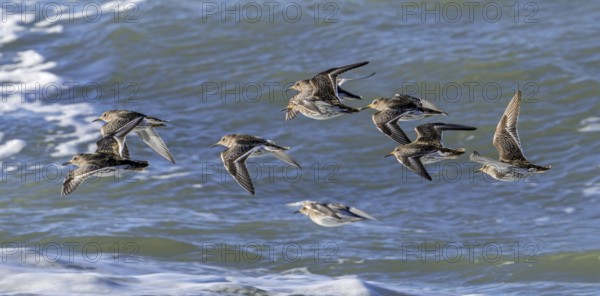 Flock of purple sandpipers (Calidris maritima) in non-breeding plumage flying over sea water along the North Sea coast in winter