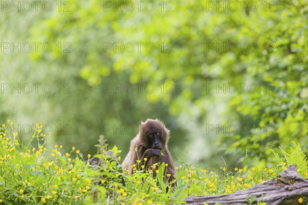 A Gelada (Theropithecus gelada), or bleeding-heart monkey stands amidst riverine vegetation