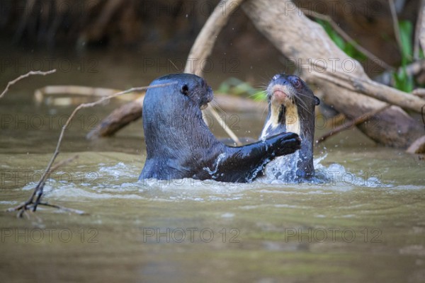 Giant otter (Pteronura brasiliensis) Pantanal Brazil