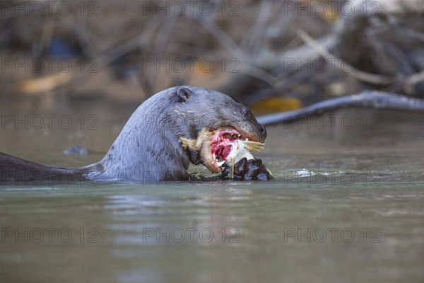 Giant otter (Pteronura brasiliensis) Pantanal Brazil