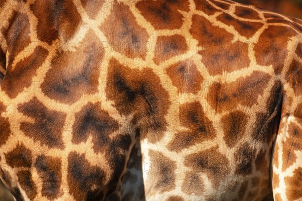 The giraffe has a pattern of brown and white spots on its back. The spots are arranged in a way that creates a sense of movement and energy. Scene is lively and dynamic