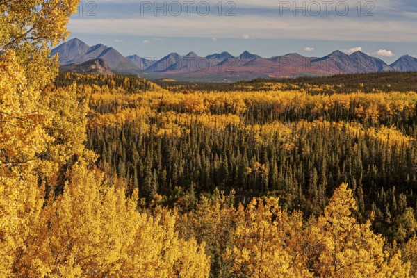 Yellowish coloured aspens in autumn in front of mountains, Alaska Range, Alaska, USA, North America