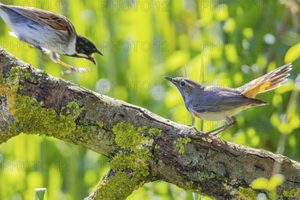 Bluethroat (Luscinia svecica cyanecula) Male Germany
