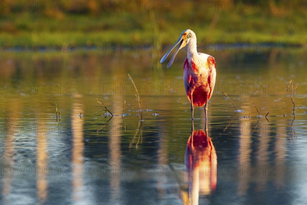 Roseate spoonbill (Ajaia ajaja) Pantanal Brazil