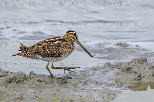 Common snipe (Gallinago gallinago) foraging in shallow water by probing soft mud at mudflat along the North Sea coast in summer