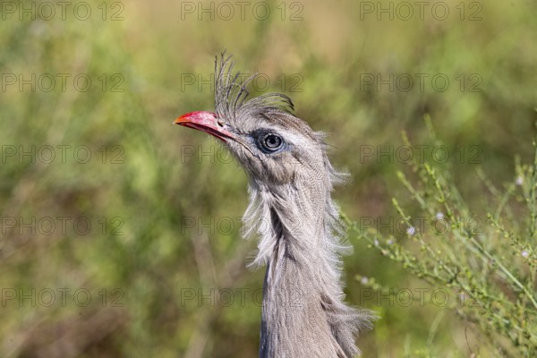 Red-footed seriema (Cariama cristata) Pantanal Brazil