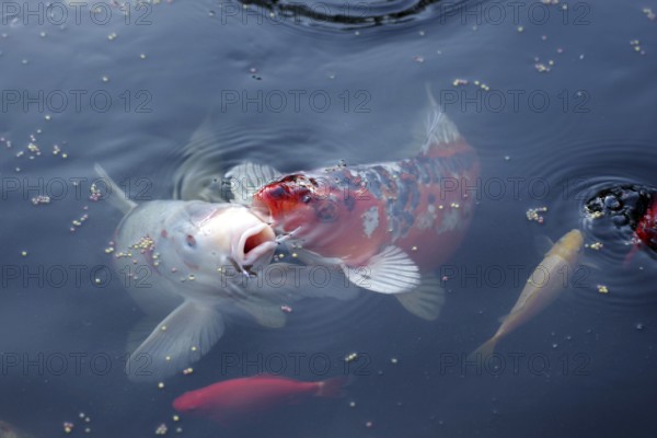 Koi (Cyprinus carpio), goldfish (Carassius auratus), fish, food, water, garden pond, hobby, Two large koi and goldfish are being fed. They eat the food from the water surface