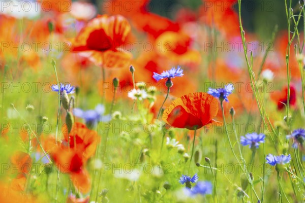 Corn poppy (Papaver rhoeas) and cornflower (Centaurea cyanus) in bloom in a meadow, Saxon Switzerland, Saxony, Germany, Europe