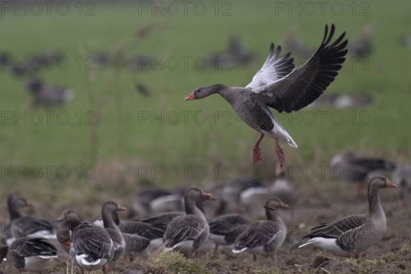 Greylag goose (Anser anser), Texel, Netherlands