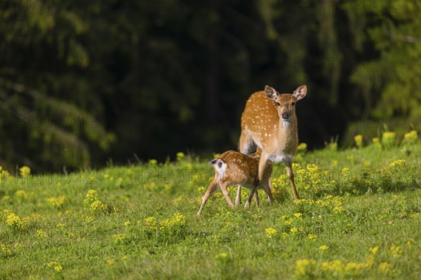 One female Manchurian sika deer or Dybowski's sika deer (Cervus nippon mantchuricus or Cervus nippon dybowskii) stands with her fawn on a meadow on hilly ground