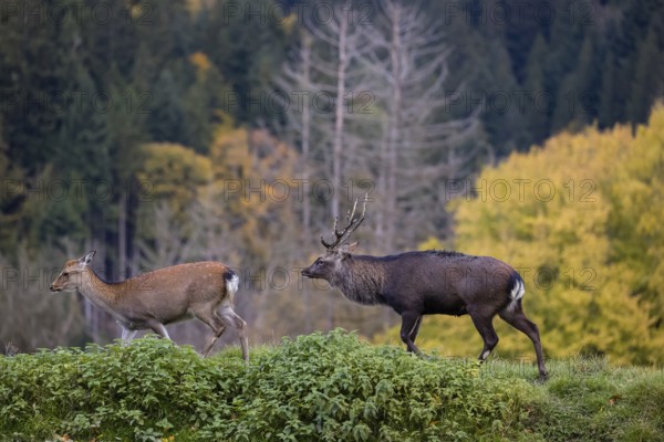 Rutting season. A Japanese sika deer (Cervus nippon nippon) stag follows a fragrant female. In the background is a forest with autumn leaves