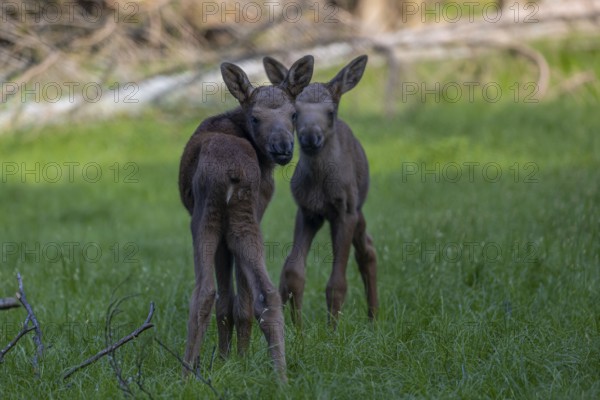 Two baby moose or elk, Alces alces, (8 days old, born May 8, 2020) standing on a meadow with fresh green grass. Some dead trees in the background