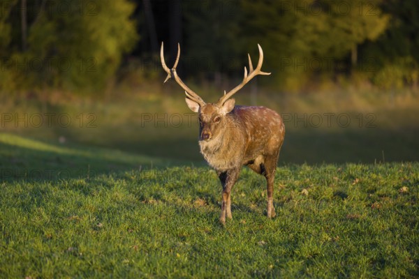 One Dybowski stag (Cervus nippon hortulorum) stands on a green meadow at sunrise