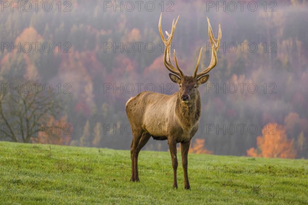 An Altai maral stag, Altai wapiti or Altai elk (Cervus canadensis sibiricus) stands on a meadow in the very first light of the day. Trees in autumn colors stand in the background