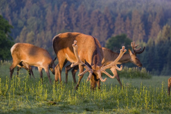 An Altai maral stag, Altai wapiti or Altai elk (Cervus canadensis sibiricus) and some hinds stand grazing in a meadow in the very first light of the day