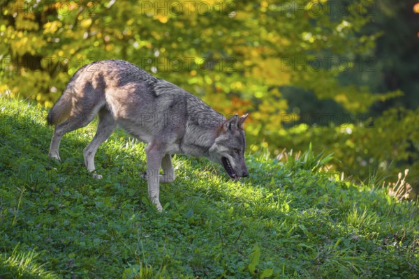 A eurasian gray wolf (Canis lupus lupus) runs down a hill across a green meadow with a forest in fall colours in the background