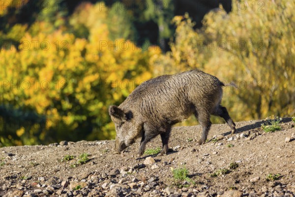A wild boar or wild pig (Sus scrofa), runs across a clearing in hilly terrain in search of food. In the background you can see a forest in the fall foliage