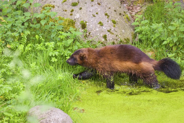 A wolverine, (Gulo gulo), stands in the water of a small pond, covered with duckweed