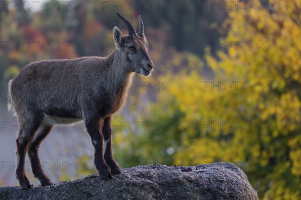 An adult female ibex (Capra ibex) stands on a rock. A forest in autumn colors can be seen in the background