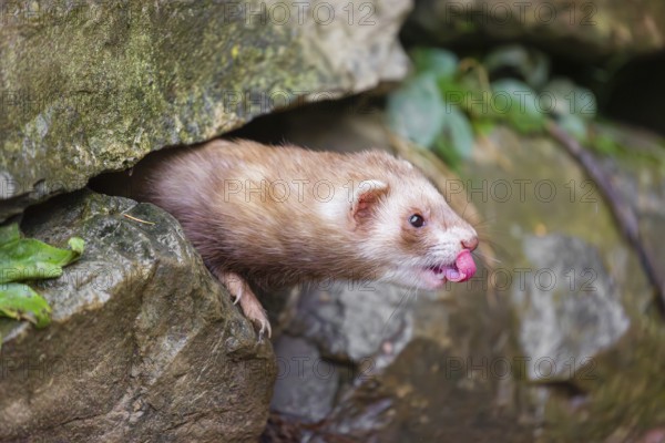 A male ferret (Mustela putorius furo) looks out from a crevice