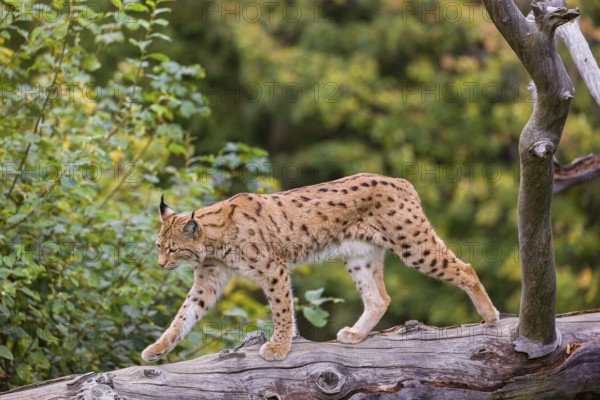 A Eurasian lynx (Lynx lynx) runs down a dead tree lying at an angle