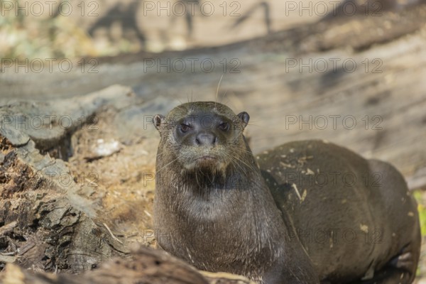 One giant otter or giant river otter (Pteronura brasiliensis) resting on a log lying on the river bank