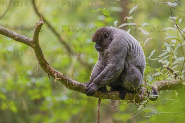 A common woolly monkey, brown woolly monkey, or Humboldt's woolly monkey (3) (Lagothrix lagothricha) sits in a tree