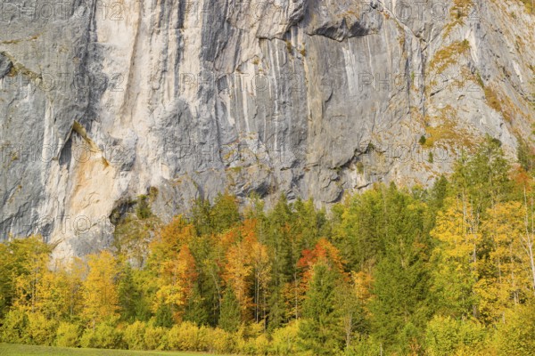 Gößler Wand in autumn. It is a rockwall of 180 m height between the lakes Toplitzsee and Grundlsee. Salzkammergut, Styria, Austria, Europe