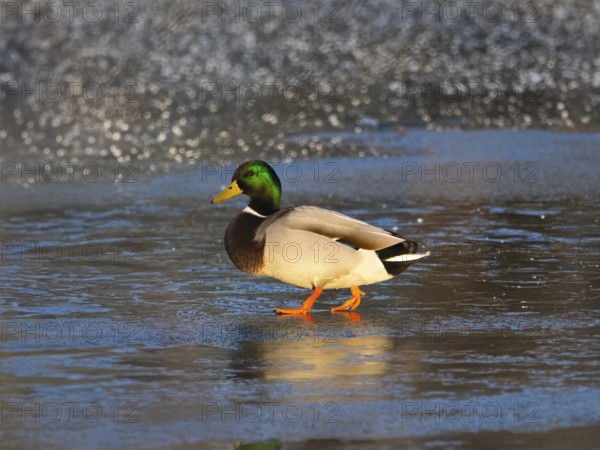 Mallard (Anas platyrhynchos), male duck walking across a frozen lake in winter, Hesse, Germany, Europe