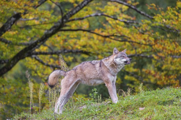A eurasian gray wolf (Canis lupus lupus) stretches out on a meadow on a hill with a colourful foliage in the background