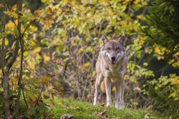A eurasian gray wolf (Canis lupus lupus) stands on a meadow on a hill with a colourful foliage in the background