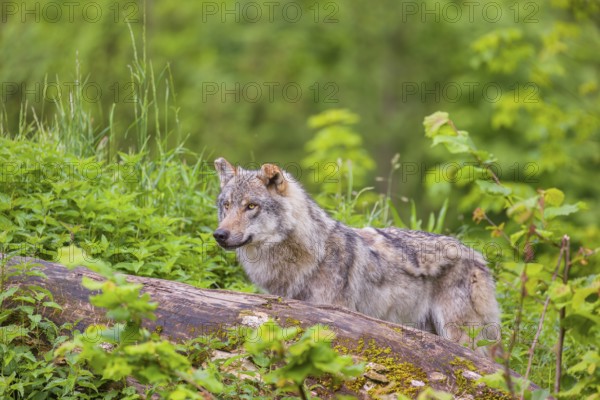 A male Eurasian gray wolf (Canis lupus lupus) stands on a hill, behind a rotting tree lying on the ground. Fresh green vegetation is all around him