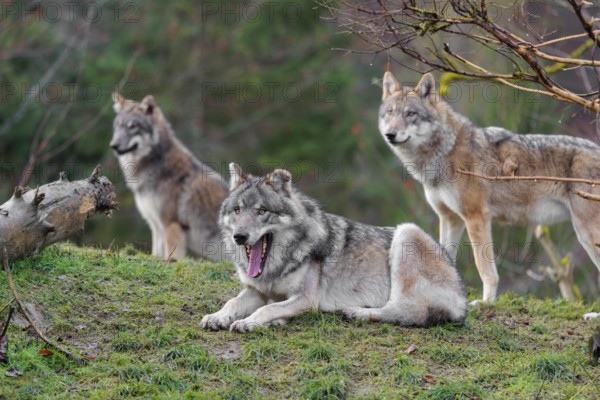 Three grey wolves (Canis lupus lupus), an adult female and a male as well as a cub, are standing/resting on a green meadow in hilly terrain and observing the surroundings