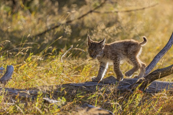 One young (10 weeks old) male Eurasian lynx, (Lynx lynx), walking over a rotten tree. Backlit condition