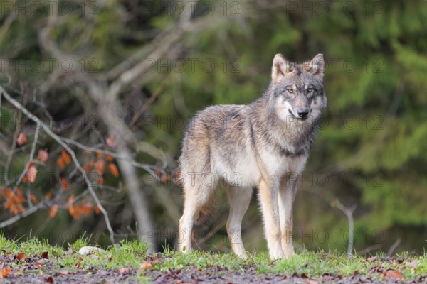 A young grey wolf (Canis lupus lupus) stands at the edge of the forest on a cloudy day and observes the surroundings