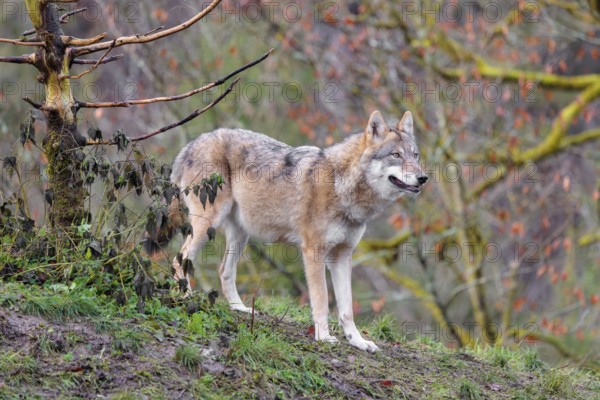 An adult female grey wolf (Canis lupus lupus) stands at the edge of the forest on a cloudy day and observes the surroundings