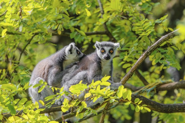 Two ring-tailed lemurs (Lemur catta) sit high up in a tree on a branch between fresh green leaves and play with each other or preen themselves or look around