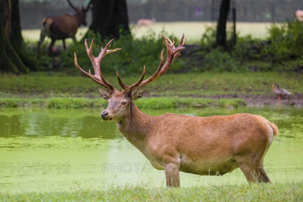 A red deer stag (Cervus elaphus) stands in a pond covered with duckweed
