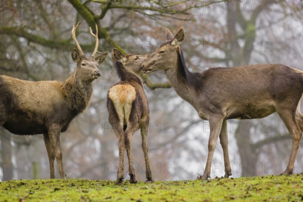A Red Deer hind with her calf (Cervus elaphus) and a young stag stand on a green meadow at a forest edge on a foggy day