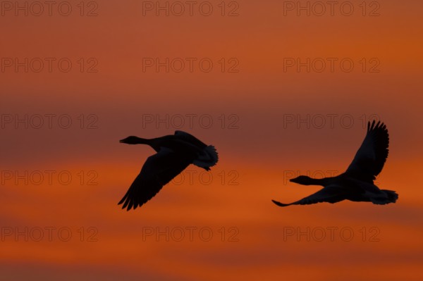 Greylag goose (Anser anser), Sweden, Europe