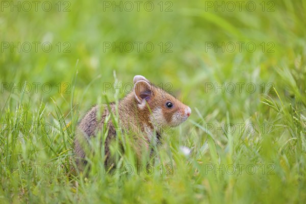 A European hamster (Cricetus cricetus), Eurasian hamster, black-bellied hamster or common hamster, forages for food on fresh green grass