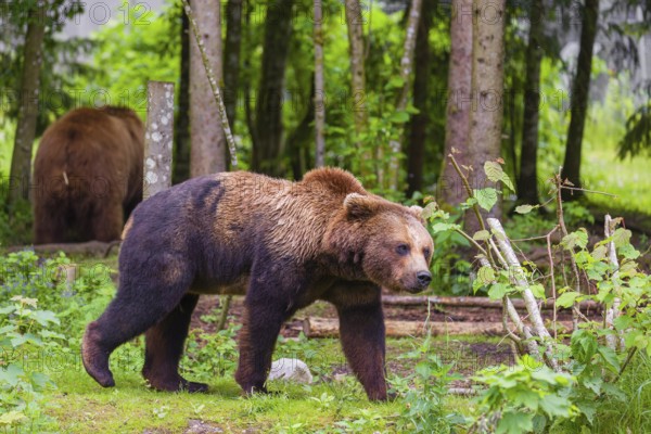 An adult female and a young male Eurasian brown bear (Ursus arctos arctos) stand in a forest